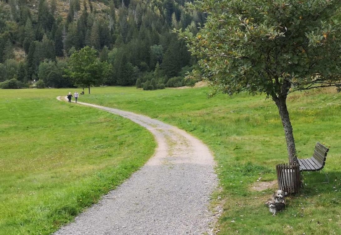 Fewo C3 für bis zu 2 Personen St. Blasien Exterior foto