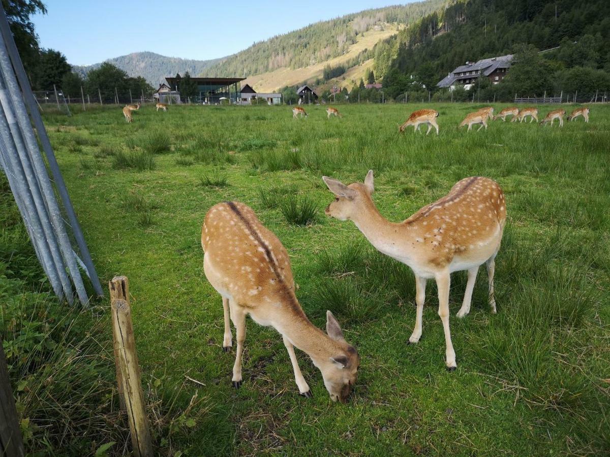 Fewo C3 für bis zu 2 Personen St. Blasien Exterior foto